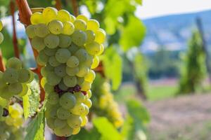 fechar acima do ampla branco maduro uvas suspensão em uma ramo. Sylvaner uva agricultura. grande saboroso verde uva cachos. Vinhedo videira colinas em a fundo. wurzburg, baviera, Alemanha. seletivo foco foto