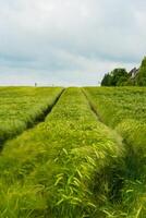 trator pé impressões dentro Sombrio centeio campo. nublado verão dia. colheita rotação pode manter solo fertilidade, rural panorama e agricultura conceito, cópia de espaço, selecionado foco foto