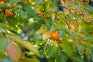 caqui amadurece em árvores entre amarelado folhas dentro a outono jardim foto