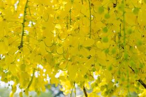 amarelo Flor do Cássia fístula ou dourado chuveiro árvore florescendo dentro verão foto