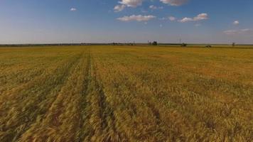 campos de trigo no final do verão totalmente maduros foto