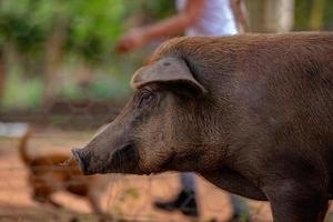 porco criado em um chiqueiro ao ar livre foto