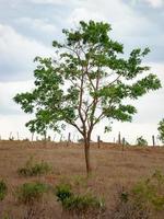 árvore de angiosperma dicotiledônea foto