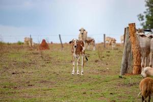 vaca em uma fazenda foto