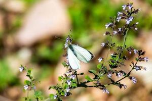 Pieris brassicae borboleta sentada em algumas flores foto