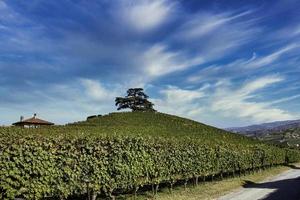 a majestade do cedro do Líbano em la morra, no langhe piemontês em um dia quente de outono durante a colheita da uva foto