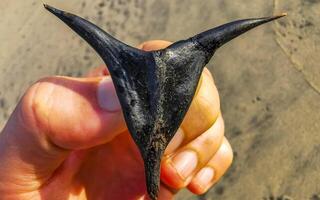 Preto espinhos do uma plantar em a de praia parece gostar devi. foto