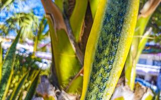 tropical exótico verde ornamental plantar flor dentro México. foto