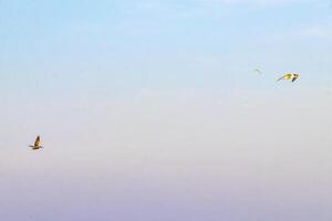 lindo pássaro pelicano pássaros pelicanos voando sobre o mar méxico. foto