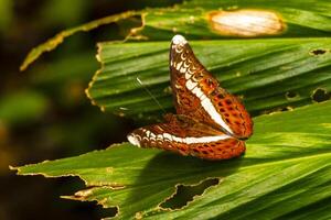 tropical Castanho laranja azul borboletas borboleta inseto Chiang mai tailândia. foto