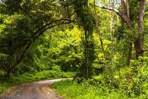 tropical selva floresta caminhada trilhas natureza montanha Chiang mai tailândia. foto