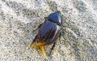 morto ampla escaravelho besouro em de praia areia México. foto