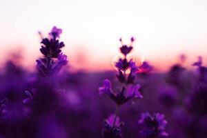 lavanda flor campo fechar-se em pôr do sol, fresco roxa aromático flores para natural fundo. Projeto modelo para estilo de vida ilustração. tolet lavanda campo dentro Provença, França. foto