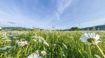 camomila campo panorama. branco margarida flores dentro ampla campo do exuberante verde Relva às pôr do sol. camomila flores campo. natureza, flores, primavera, biologia, fauna conceito foto