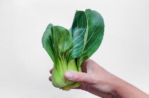 humano mão segurando bok choy saudável comendo conceito foto