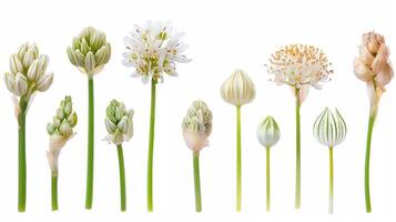 ai gerado fechar acima do florescendo selvagem alho-poró flores durante vários estágios do seus vida ciclo, isolado em uma branco fundo foto