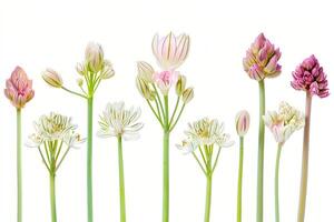 ai gerado fechar acima do florescendo selvagem alho-poró flores durante vários estágios do seus vida ciclo, isolado em uma branco fundo foto