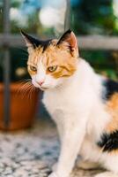 tricolor gato senta pensativamente em uma jardim cerca foto