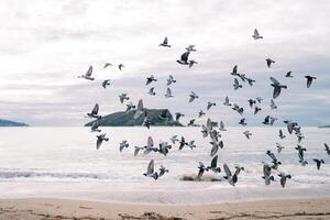 rebanho do pombos moscas sobre a de praia contra a pano de fundo do montanhas foto