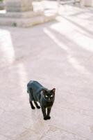 Preto gato carrinhos em a pavimentação pedras em a rua foto