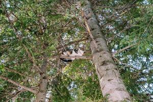 gato senta em uma ramo do uma ampla abeto e parece para a lado foto