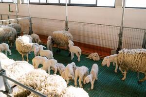branco cordeiros andar e sentar Próximo para seus mães ovelha dentro uma caneta em uma Fazenda foto