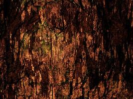 textura de madeira marrom escura foto