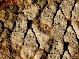 textura de pedra escura foto