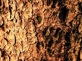 textura de madeira marrom escura foto