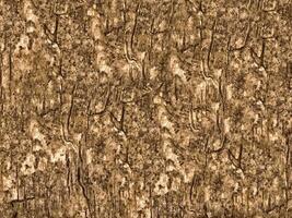 textura de madeira marrom foto