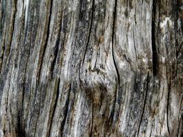 textura de madeira escura foto