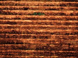 textura de madeira marrom escura foto