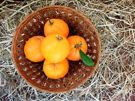 laranjas dentro a jardim foto