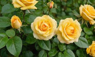 ai gerado amarelo rosas lindo visualizar, fechar-se amarelo rosa flor jardim rosas presente foto