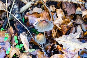 fotografia para tema ampla lindo venenoso cogumelo dentro floresta em folhas fundo foto