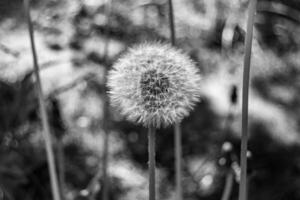 dente-de-leão de sementes de flores silvestres em prado de fundo foto