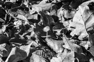 fotografia para tema ampla lindo venenoso cogumelo dentro floresta em folhas fundo foto