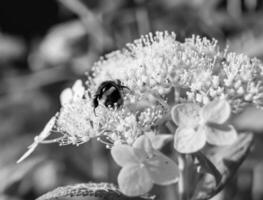 abelha alada linda flor selvagem no prado de folhagem de fundo foto