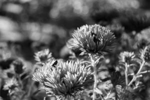 abelha alada linda flor selvagem no prado de folhagem de fundo foto