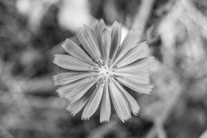 flor selvagem de beleza chicória comum no prado de fundo foto