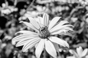 abelha alada linda flor selvagem no prado de folhagem de fundo foto