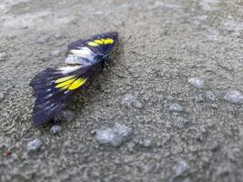 natural Visão do lindo Preto borboleta em concreto terra dentro com cópia de espaço usando fundo insetos, ecologia, fresco cobrir página conceito. foto