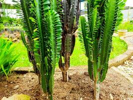 vários cacto plantas Como público parque decorações foto