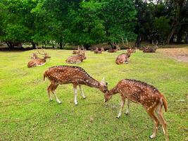 a Atividades do veado e seus manadas dentro uma veado conservação área dentro uma Jardim cheio do Relva foto