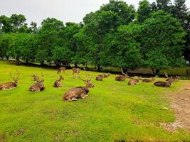 a Atividades do veado e seus manadas dentro uma veado conservação área dentro uma Jardim cheio do Relva foto