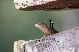 lagarto suspensão Fora dentro a jardim em uma brilhante ensolarado dia. foto