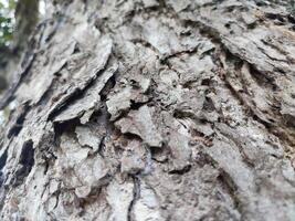 a latido padronizar é a desatado textura do a árvore. para fundo madeira trabalhar, Castanho madeira latido foto
