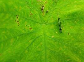 gafanhoto em a folhas do a elefante orelha colocasia taro plantar foto