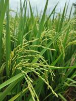 maduro arroz dentro agrícola campo. natural fundo do arroz em agrícola terra. seletivo foco foto