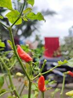 pimento frutescens 'tabasco' ou tabasco Pimenta caseiro dentro uma pequeno quintal. foto